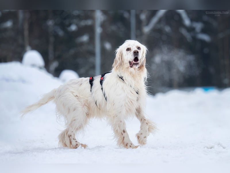 Toller Englischer Setter Martin wartet auf Sie!