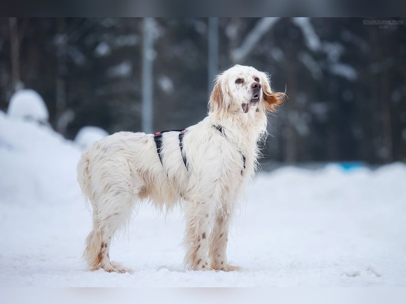 Toller Englischer Setter Martin wartet auf Sie!