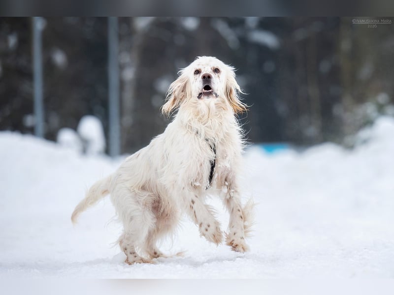 Toller Englischer Setter Martin wartet auf Sie!