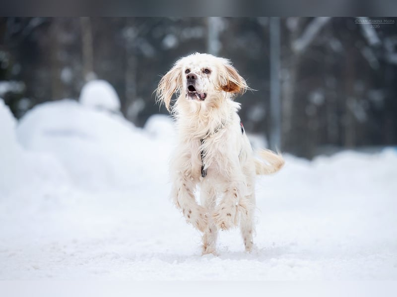 Toller Englischer Setter Martin wartet auf Sie!