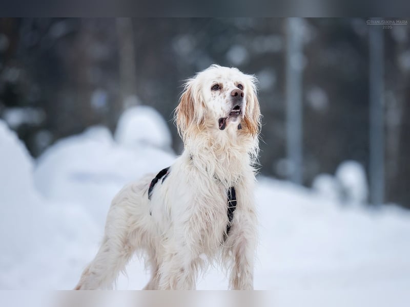Toller Englischer Setter Martin wartet auf Sie!
