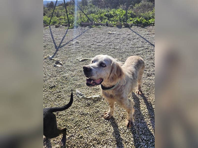 NOTFALL! Traumrüde William -ein wahrer Freund fürs Leben