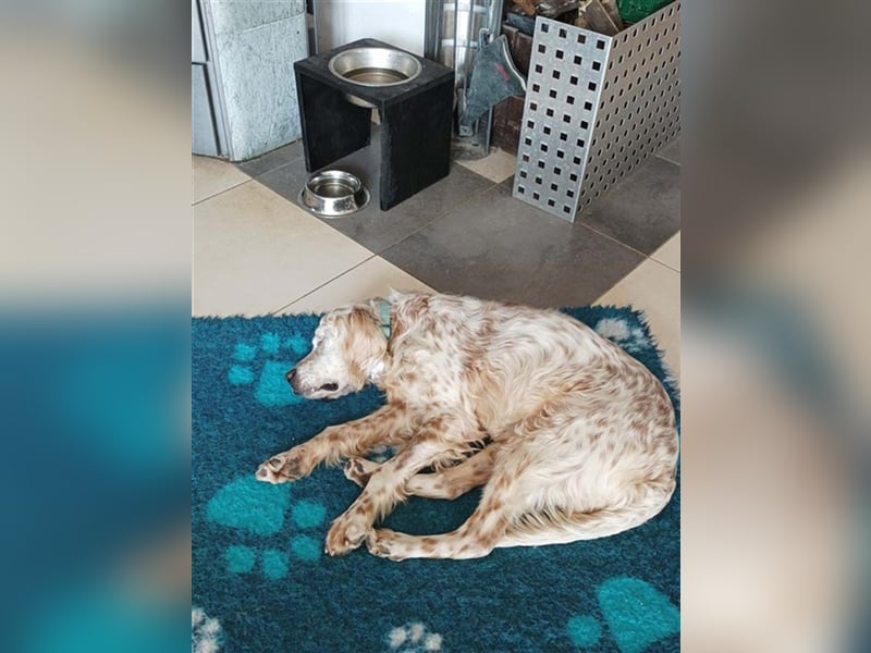 NOTFALL! Traumrüde William -ein wahrer Freund fürs Leben