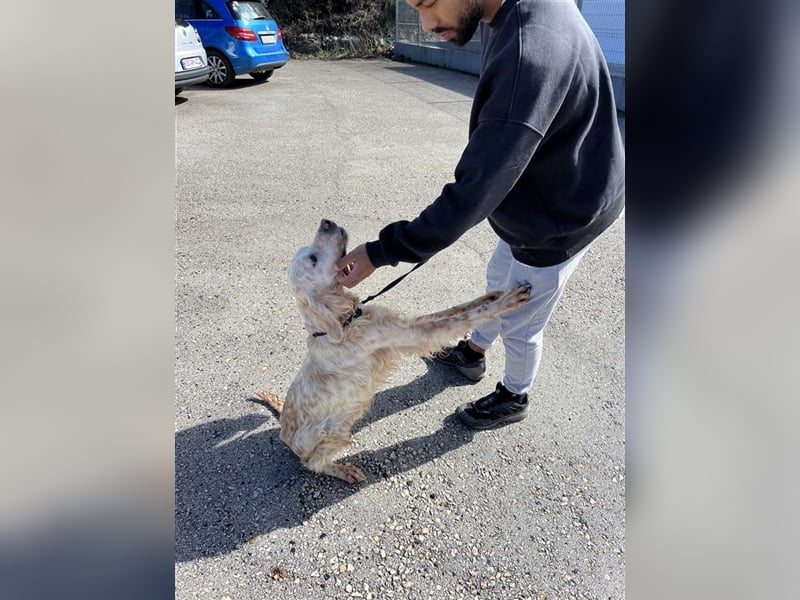 NOTFALL! Traumrüde William -ein wahrer Freund fürs Leben