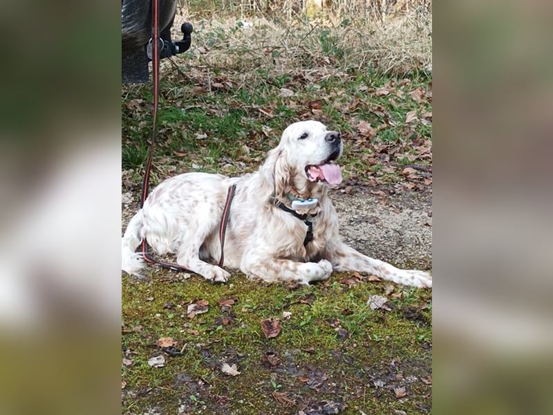 NOTFALL! Traumrüde William -ein wahrer Freund fürs Leben