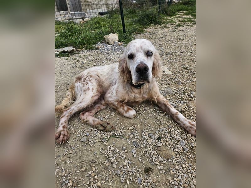 NOTFALL! Traumrüde William -ein wahrer Freund fürs Leben