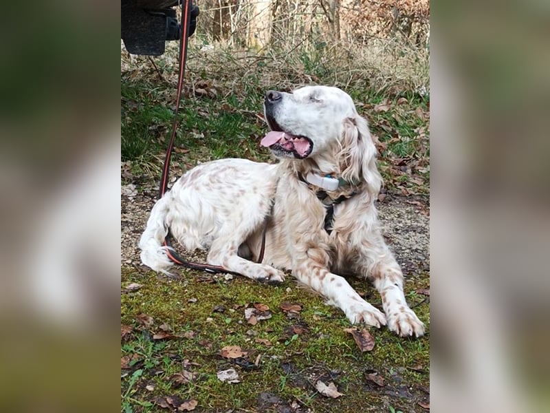 NOTFALL! Traumrüde William -ein wahrer Freund fürs Leben