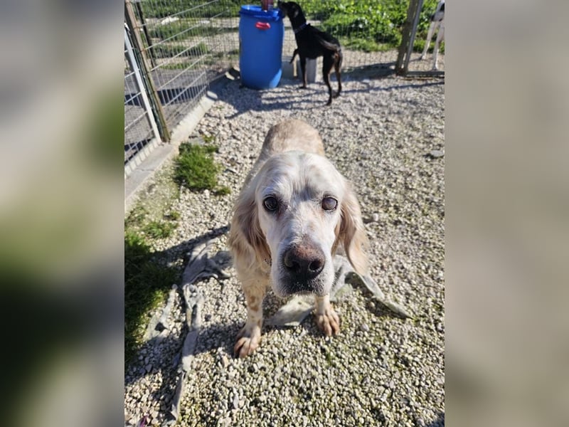 NOTFALL! Traumrüde William -ein wahrer Freund fürs Leben