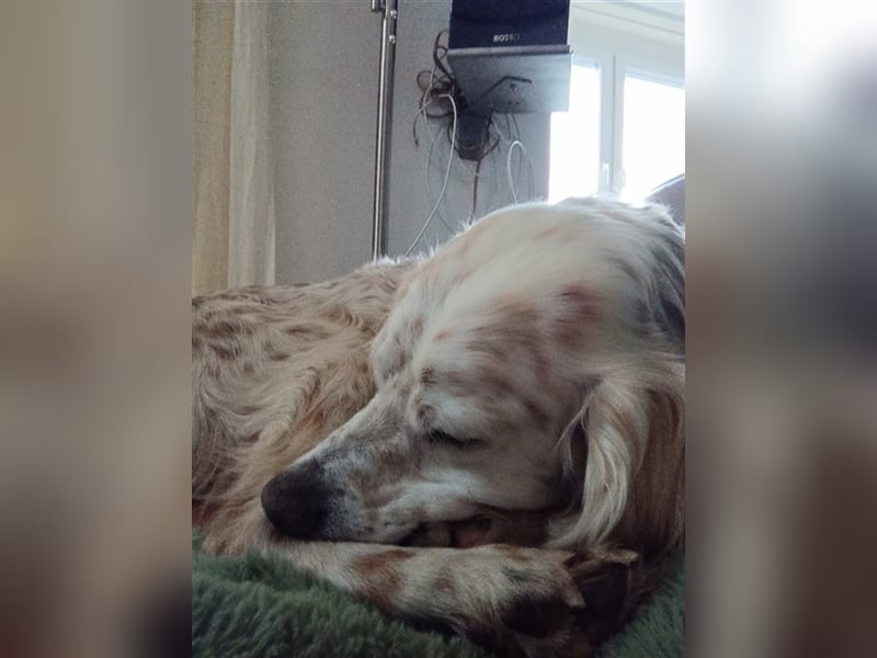 NOTFALL! Traumrüde William -ein wahrer Freund fürs Leben