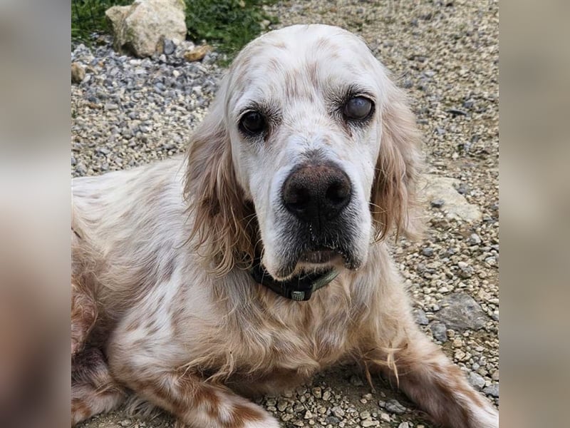 NOTFALL! Traumrüde William -ein wahrer Freund fürs Leben