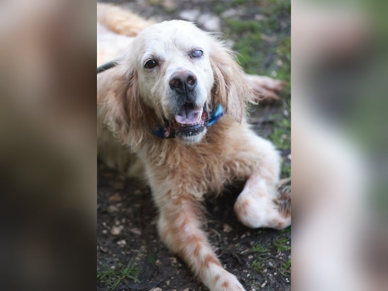 NOTFALL! Traumrüde William -ein wahrer Freund fürs Leben