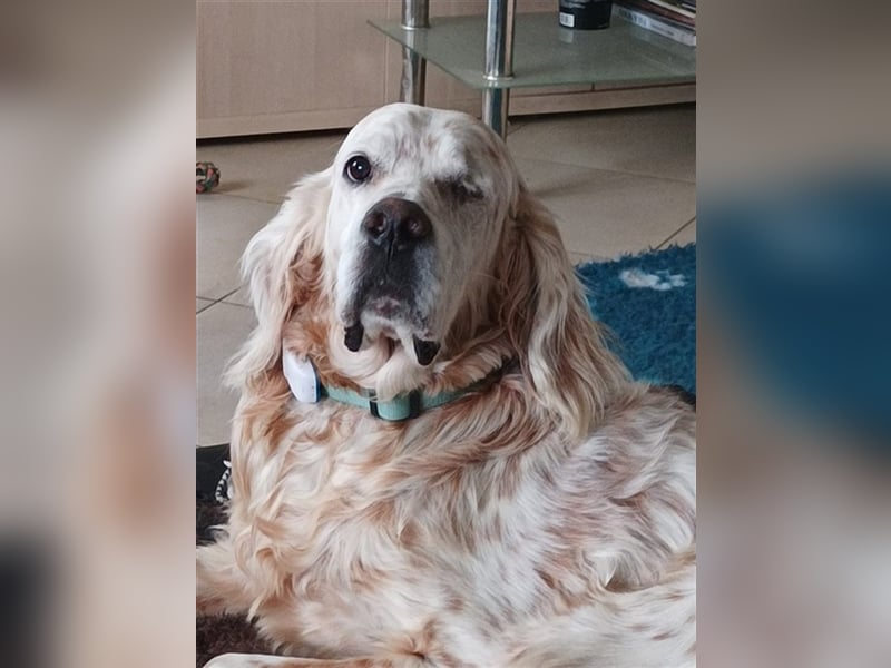 NOTFALL! Traumrüde William -ein wahrer Freund fürs Leben