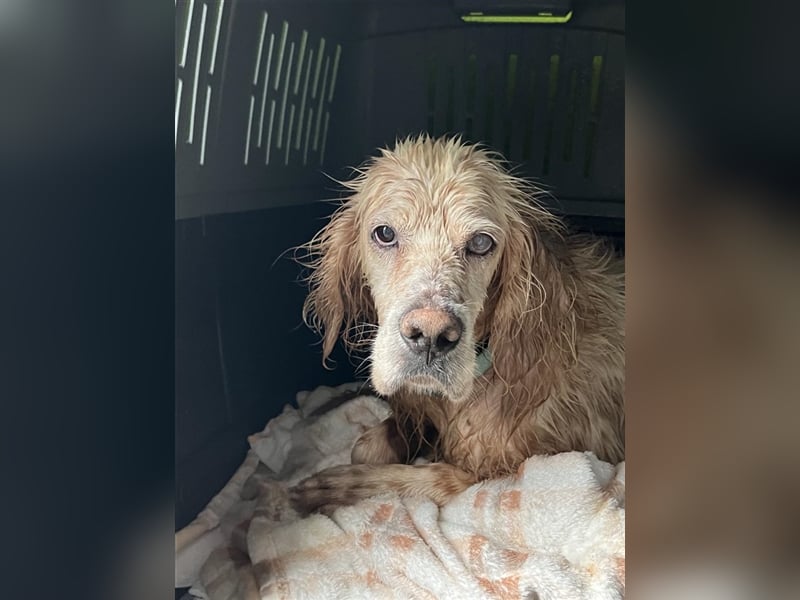 NOTFALL! Traumrüde William -ein wahrer Freund fürs Leben