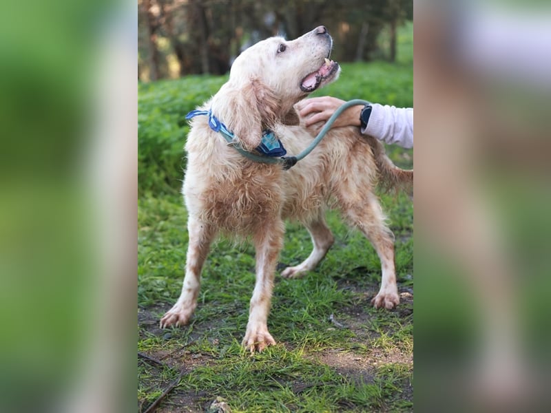 NOTFALL! Traumrüde William -ein wahrer Freund fürs Leben