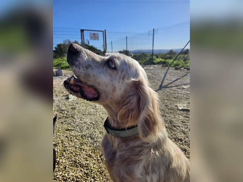 NOTFALL! Traumrüde William -ein wahrer Freund fürs Leben