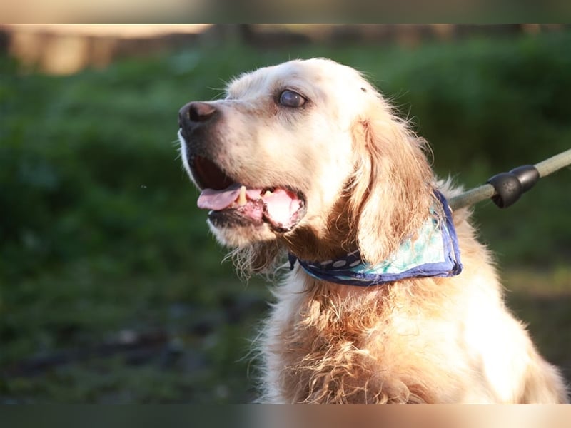 NOTFALL! Traumrüde William -ein wahrer Freund fürs Leben