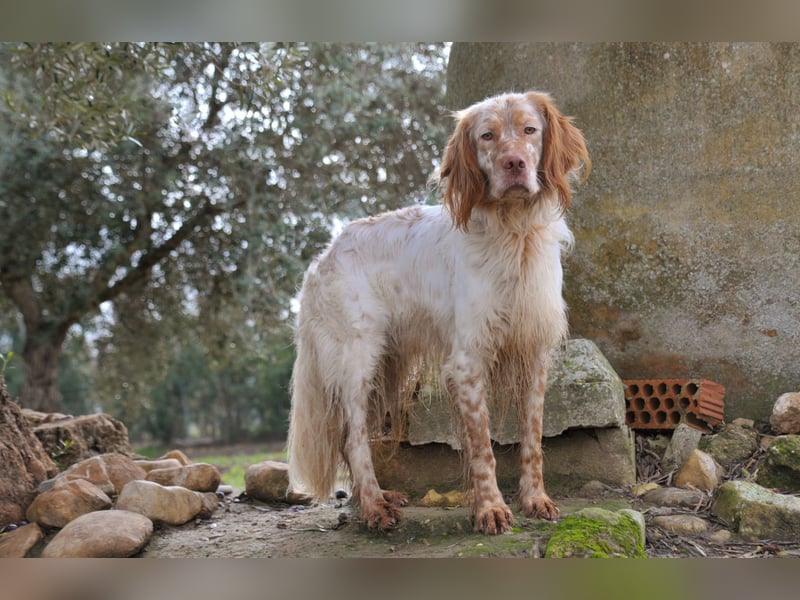 Darf Rio bald an deiner Seite durchs Leben laufen?