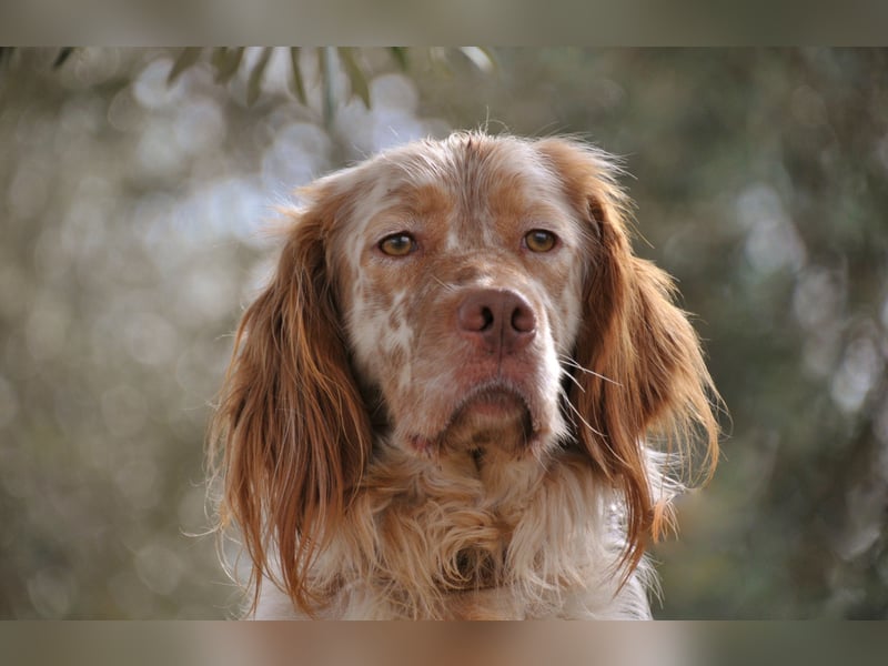 Darf Rio bald an deiner Seite durchs Leben laufen?