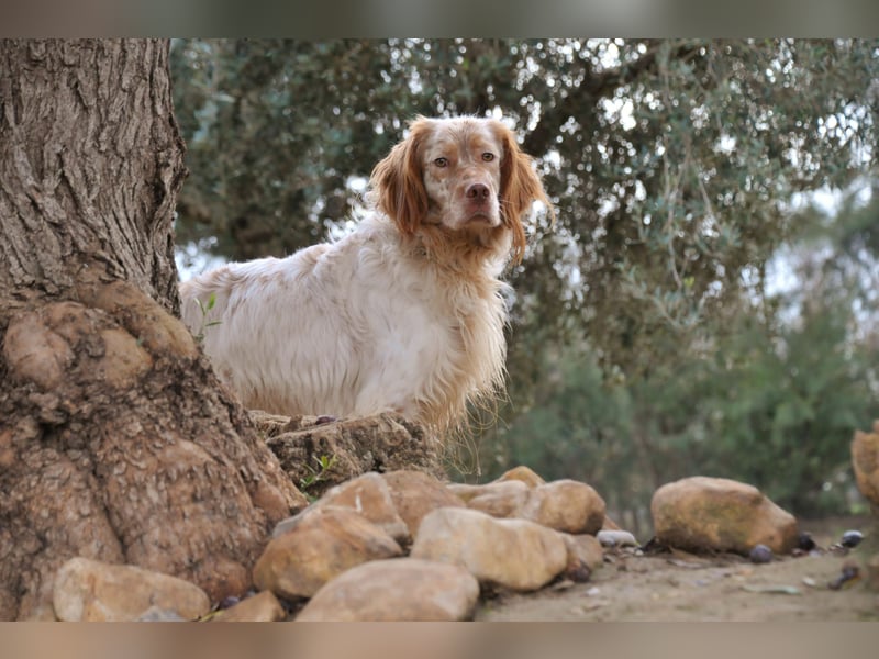 Darf Rio bald an deiner Seite durchs Leben laufen?