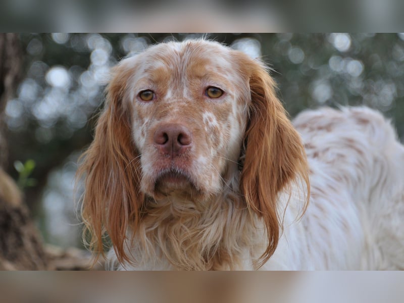 Darf Rio bald an deiner Seite durchs Leben laufen?