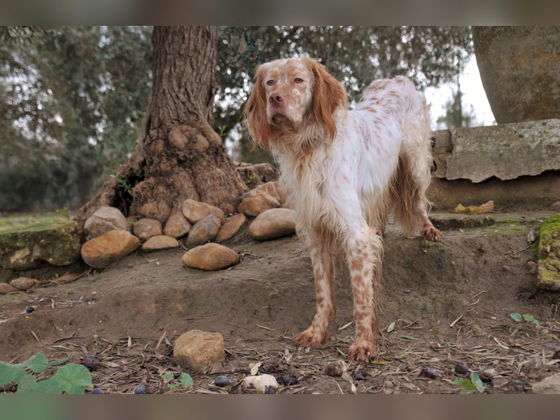Darf Rio bald an deiner Seite durchs Leben laufen?