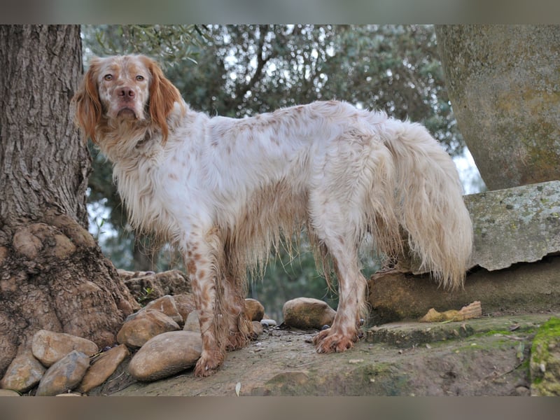 Darf Rio bald an deiner Seite durchs Leben laufen?