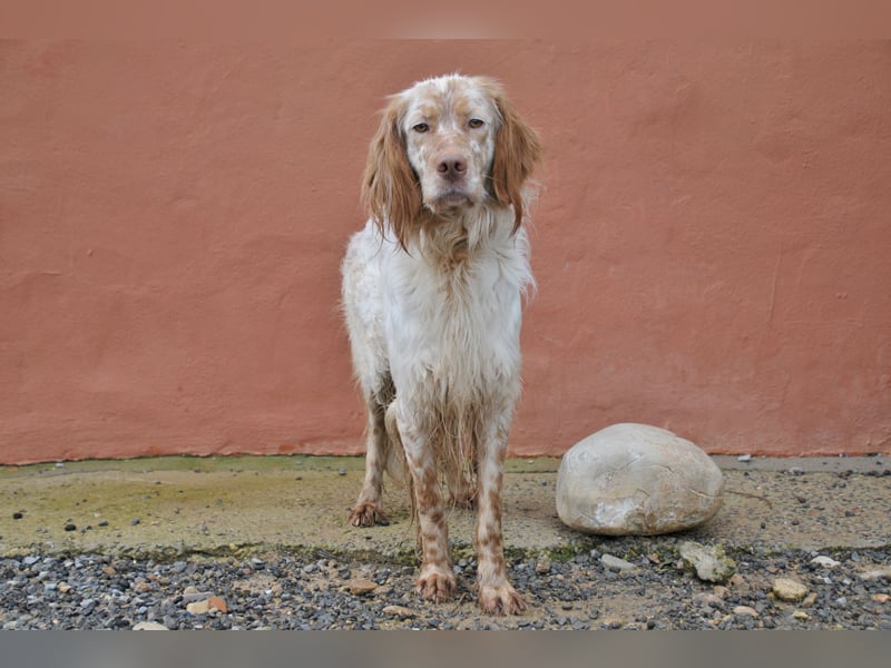 Darf Rio bald an deiner Seite durchs Leben laufen?