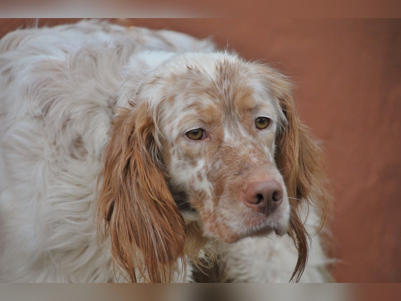 Darf Rio bald an deiner Seite durchs Leben laufen?