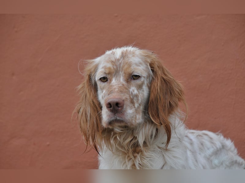 Darf Rio bald an deiner Seite durchs Leben laufen?