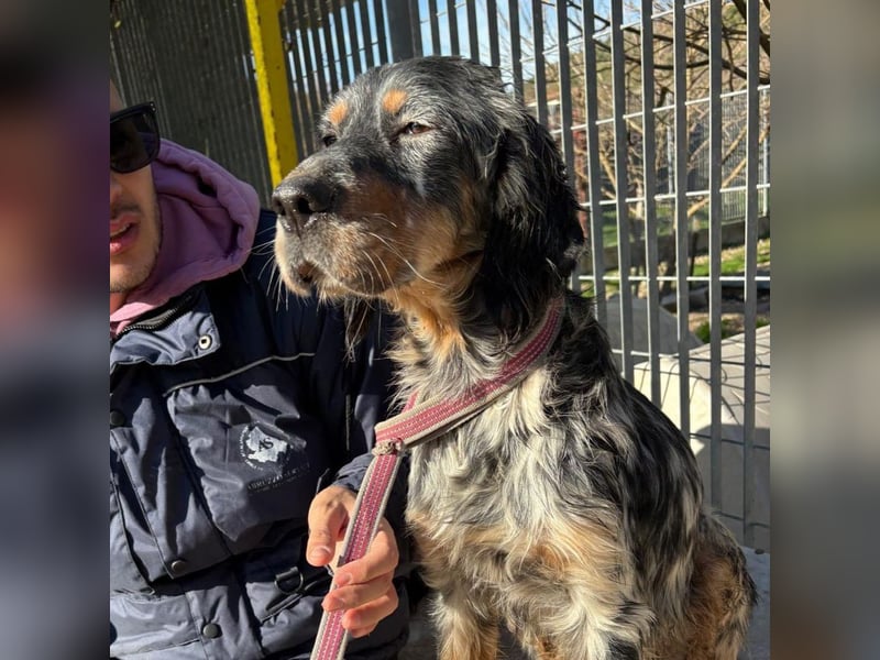 Eugenio  - so viel Sanftheit und Liebe. Wer möchte ihm ein Zuhause schenken?