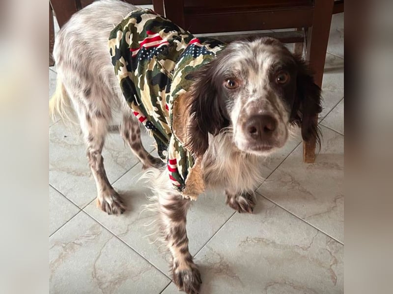 Enea - ein Traumsetter - quirlig, neugierig und verschmust