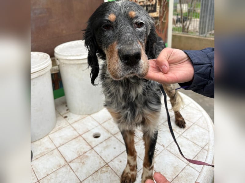 Eugenio  - so viel Sanftheit und Liebe. Wer möchte ihm ein Zuhause schenken?