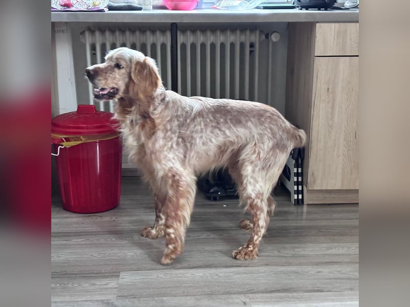 Luis - Setter Jackpot auf 4 Pfoten