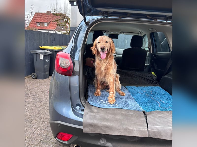 Luis - Setter Jackpot auf 4 Pfoten