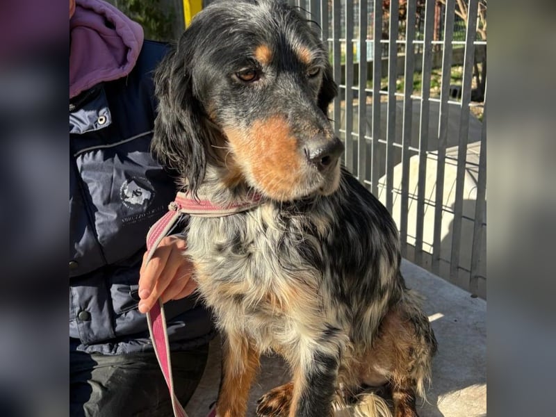 Eugenio  - so viel Sanftheit und Liebe. Wer möchte ihm ein Zuhause schenken?