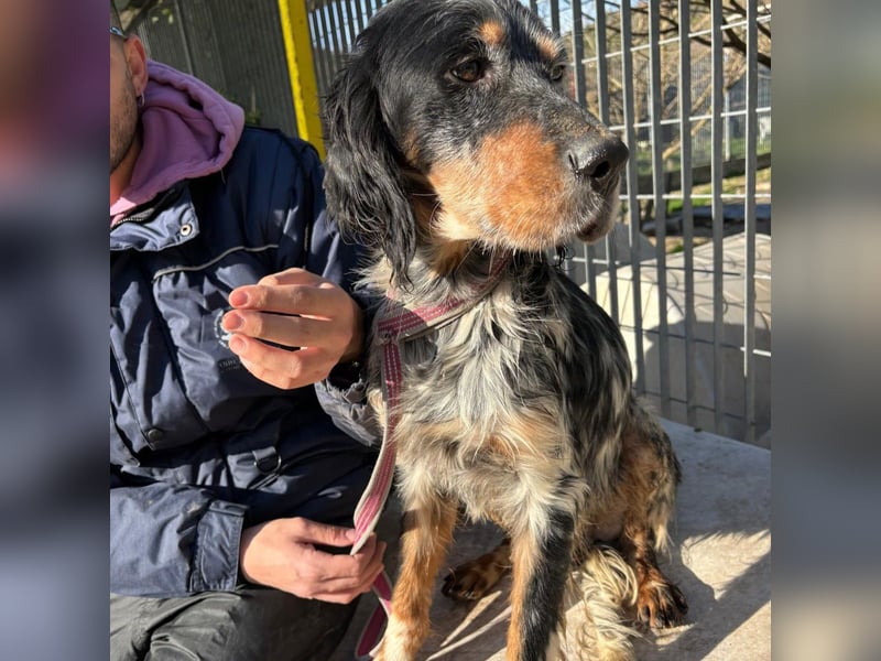 Eugenio  - so viel Sanftheit und Liebe. Wer möchte ihm ein Zuhause schenken?