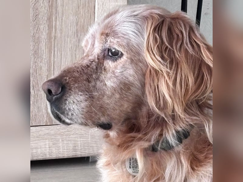 Luis - Setter Jackpot auf 4 Pfoten