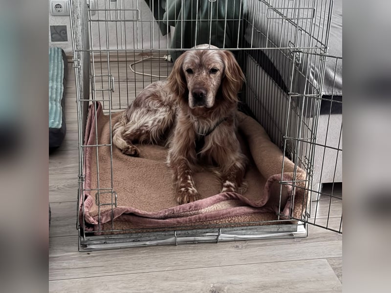 Luis - Setter Jackpot auf 4 Pfoten