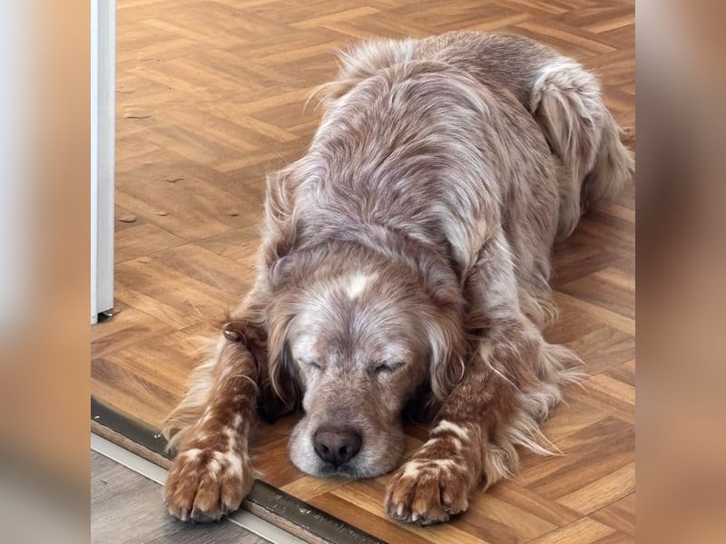 Luis - Setter Jackpot auf 4 Pfoten