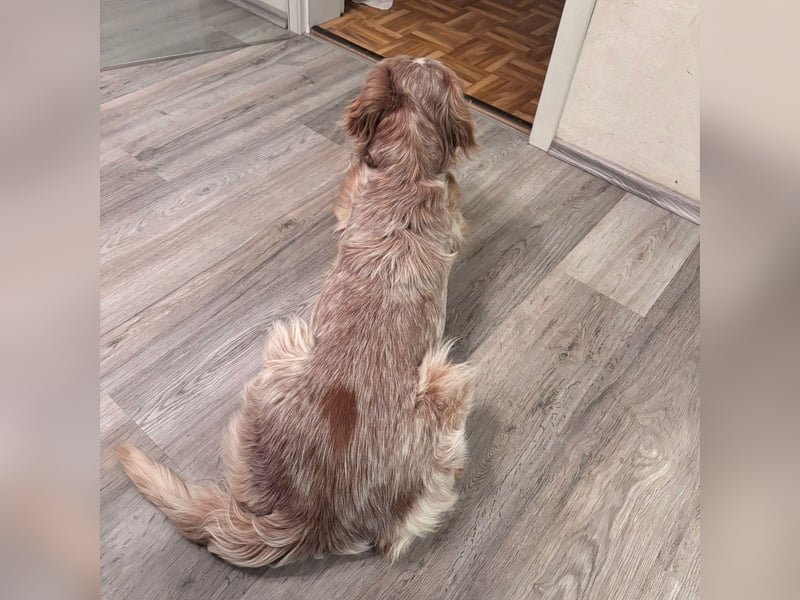 Luis - Setter Jackpot auf 4 Pfoten