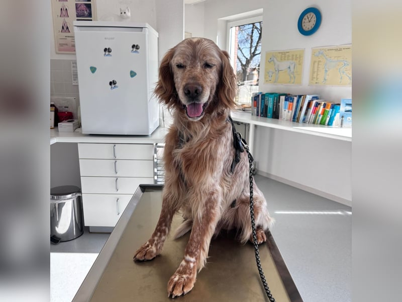 Luis - Setter Jackpot auf 4 Pfoten