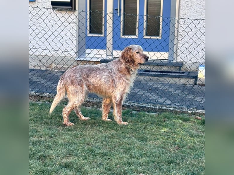 Luis - Setter Jackpot auf 4 Pfoten