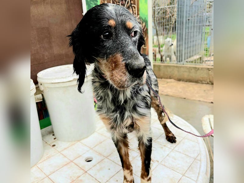 Eugenio  - so viel Sanftheit und Liebe. Wer möchte ihm ein Zuhause schenken?