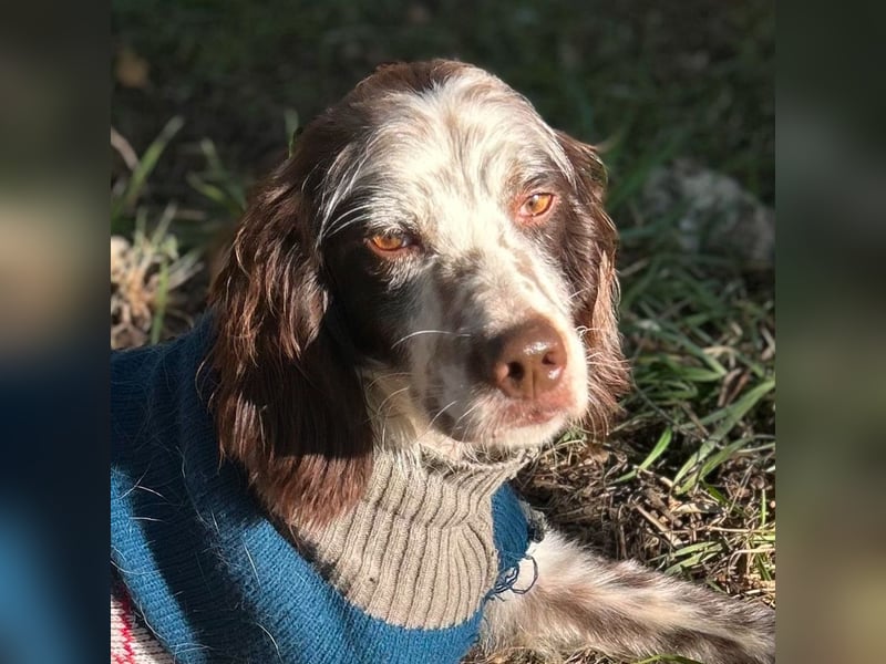 Enea - ein Traumsetter - quirlig, neugierig und verschmust