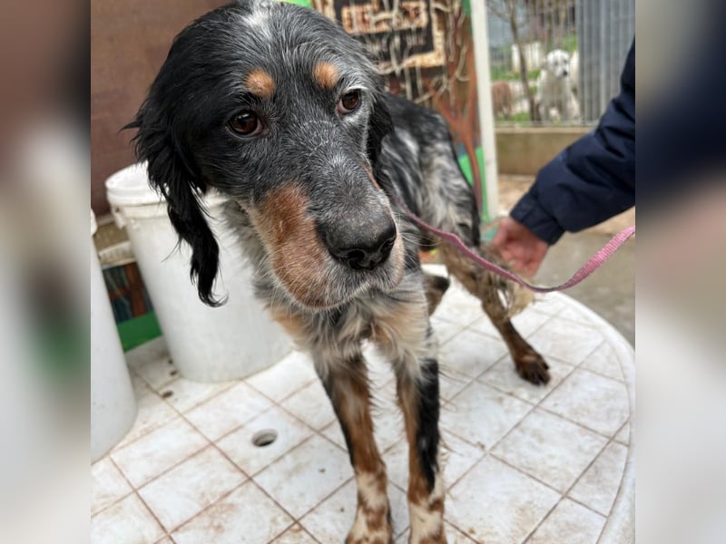 Eugenio  - so viel Sanftheit und Liebe. Wer möchte ihm ein Zuhause schenken?