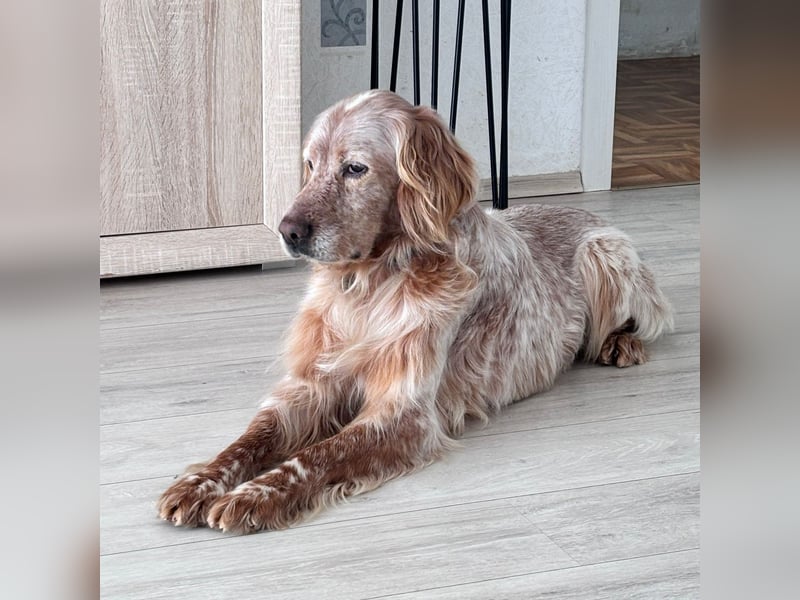 Luis - Setter Jackpot auf 4 Pfoten