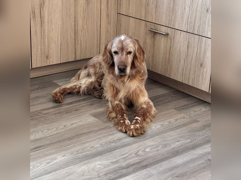 Luis - Setter Jackpot auf 4 Pfoten