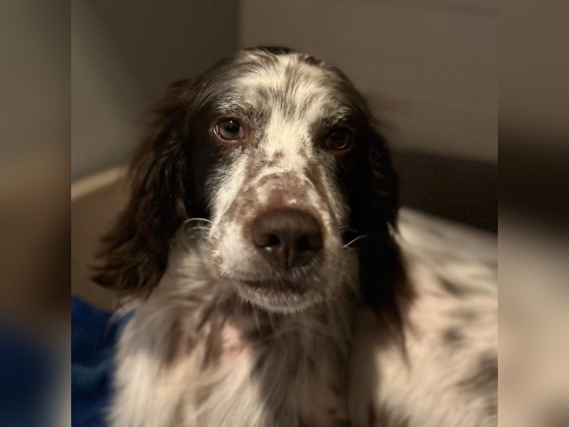 Enea - ein Traumsetter - quirlig, neugierig und verschmust