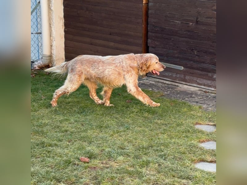 Luis - Setter Jackpot auf 4 Pfoten