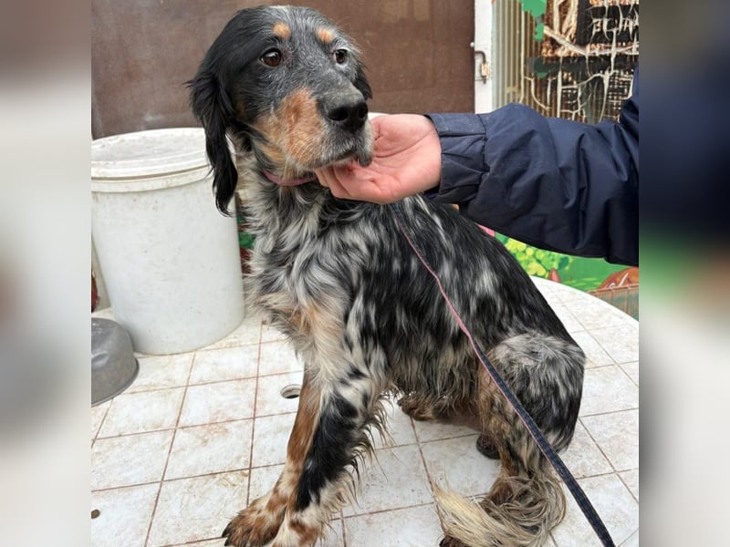 Eugenio  - so viel Sanftheit und Liebe. Wer möchte ihm ein Zuhause schenken?